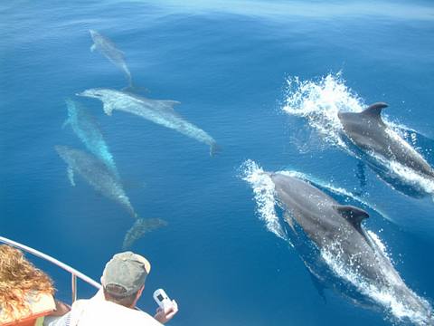 Foto 7 de Avistamiento de Ballenas Jorobadas en Punta Sal 